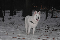 Meucci ( Enouk ) mit 6 Monaten